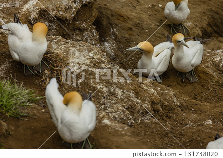 A flock of gannets living in the gannet colony at Muriwai Beach near Auckland, New Zealand 131738020