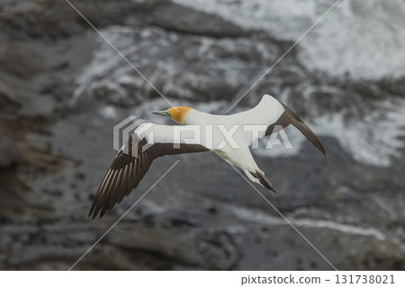 Gannets flying over the gannet colony at Muriwai Beach near Auckland, New Zealand 131738021