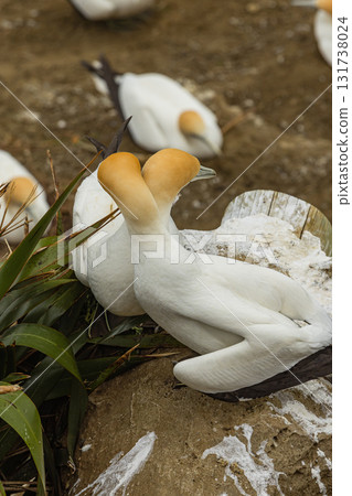 住在新西蘭奧克蘭附近穆里懷海灘塘鵝棲息地的北方塘鵝 131738024