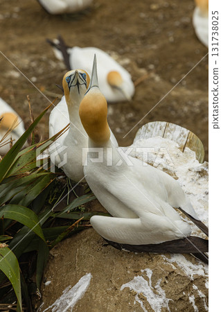 住在新西蘭奧克蘭附近穆里懷海灘塘鵝棲息地的北方塘鵝 131738025