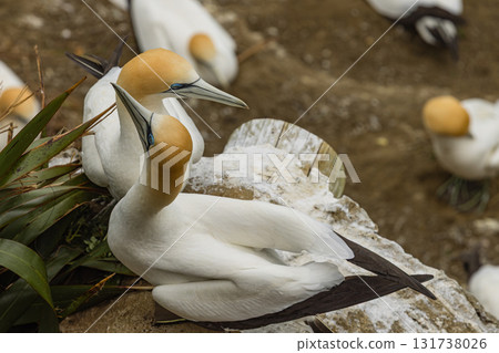 住在新西蘭奧克蘭附近穆里懷海灘塘鵝棲息地的北方塘鵝 住在新西蘭奧克蘭附近穆里懷海灘塘鵝棲息地的北方塘鵝 131738026