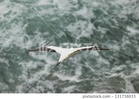 塘鵝飛過紐西蘭奧克蘭附近穆里懷海灘的塘鵝棲息地 塘鵝飛過紐西蘭奧克蘭附近穆里懷海灘的塘鵝棲息地 131738033
