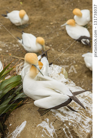A flock of gannets living in the gannet colony at Muriwai Beach near Auckland, New Zealand A flock of gannets living in the gannet colony at Muriwai Beach near Auckland, New Zealand 131738037