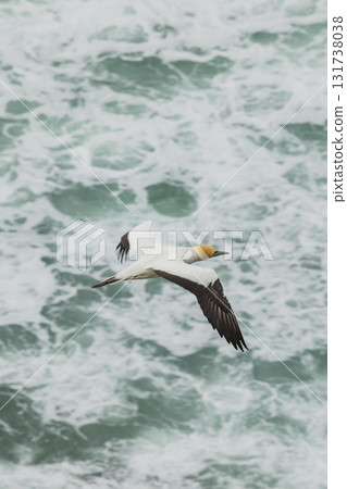 塘鵝飛過紐西蘭奧克蘭附近穆里懷海灘的塘鵝棲息地 131738038
