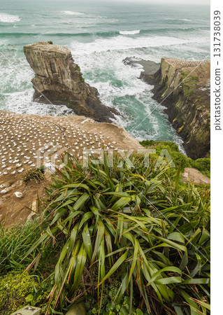 A flock of gannets living in the gannet colony at Muriwai Beach near Auckland, New Zealand A flock of gannets living in the gannet colony at Muriwai Beach near Auckland, New Zealand 131738039
