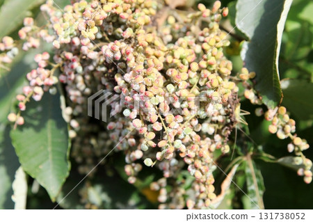 漆樹果實被白色鹽覆蓋 131738052