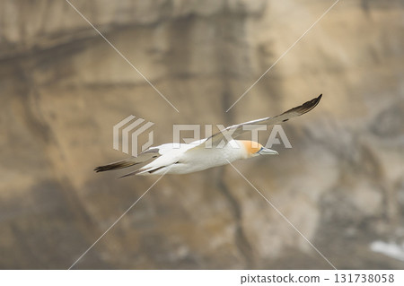 塘鵝飛過紐西蘭奧克蘭附近穆里懷海灘的塘鵝棲息地 131738058