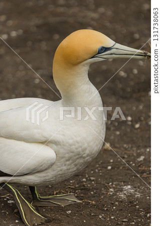Gannets living in the gannet colony at Muriwai Beach near Auckland, New Zealand Gannets living in the gannet colony at Muriwai Beach near Auckland, New Zealand 131738063