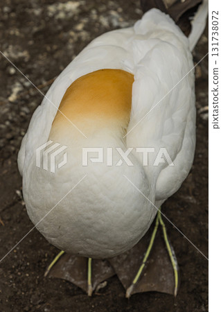 住在新西蘭奧克蘭附近穆里懷海灘塘鵝聚落的塘鵝 131738072