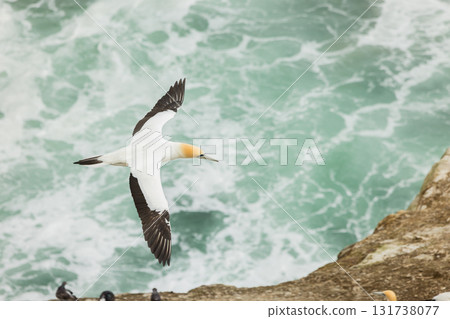 塘鵝飛過紐西蘭奧克蘭附近穆里懷海灘的塘鵝棲息地 塘鵝飛過紐西蘭奧克蘭附近穆里懷海灘的塘鵝棲息地 131738077