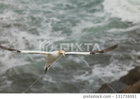 塘鵝飛過紐西蘭奧克蘭附近穆里懷海灘的塘鵝棲息地 131738081
