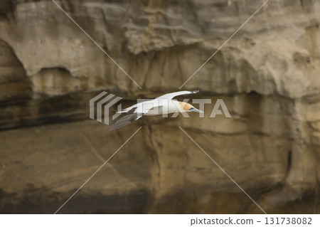 塘鵝飛過紐西蘭奧克蘭附近穆里懷海灘的塘鵝棲息地 131738082