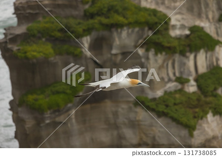 塘鵝飛過紐西蘭奧克蘭附近穆里懷海灘的塘鵝棲息地 131738085
