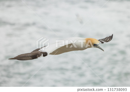 Gannets flying over the gannet colony at Muriwai Beach near Auckland, New Zealand Gannets flying over the gannet colony at Muriwai Beach near Auckland, New Zealand 131738093