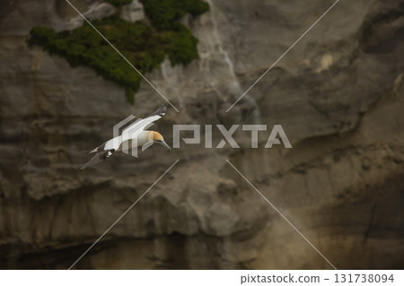 Gannets flying over the gannet colony at Muriwai Beach near Auckland, New Zealand 131738094