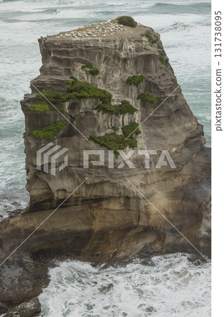 A flock of gannets living in the gannet colony at Muriwai Beach near Auckland, New Zealand A flock of gannets living in the gannet colony at Muriwai Beach near Auckland, New Zealand 131738095