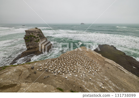 Gannet colony and flock of northern gannets at Muriwai Beach near Auckland, New Zealand Gannet colony and flock of northern gannets at Muriwai Beach near Auckland, New Zealand 131738099