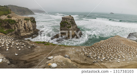 Gannet colony and flock of northern gannets at Muriwai Beach near Auckland, New Zealand Gannet colony and flock of northern gannets at Muriwai Beach near Auckland, New Zealand 131738103