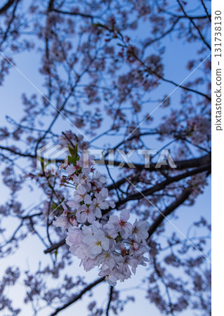春天櫻花盛開、花瓣紛飛的風景 131738130