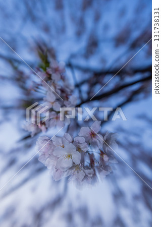 春天櫻花盛開、花瓣紛飛的風景 131738131