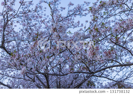 春天櫻花盛開、花瓣紛飛的風景 131738132