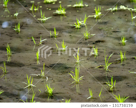 Scenery during the rainy season: Newly planted rice seedlings in a field 131738159