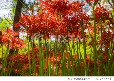 A cluster amaryllis of a drawstring 131738361