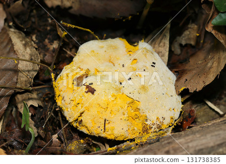 A devastated boletaceae mushroom parasitized by yellow Hypomycetes spores (macrophotography of natural fungal mushrooms) 131738385