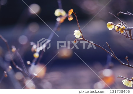 Wintersweet flowers beginning to bloom Wintersweet flowers beginning to bloom 131738406
