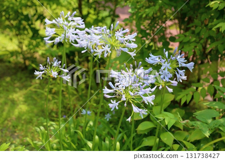 Refreshing agapanthus flowers 131738427