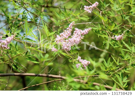 清爽的蜀葵花 131738429