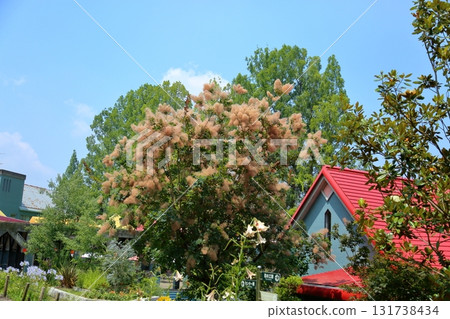 Cute smoke tree flowers Cute smoke tree flowers 131738434