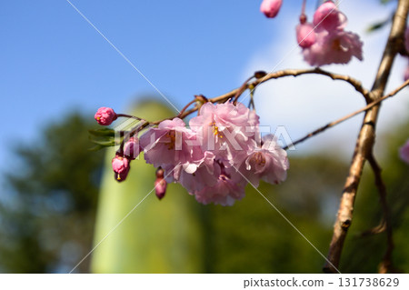 千葉縣護國神社的河津櫻花 131738629