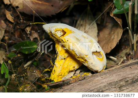 Side view of a parasitic mushroom completely covered in yellow Hypomycetes spores (macrophotography of natural fungal mushrooms) Side view of a parasitic mushroom completely covered in yellow Hypomycetes spores (macrophotography of natural fungal mushrooms) 131738677