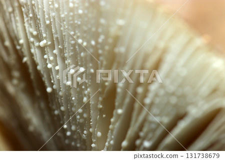 A close-up of the folds of a false Amanita mushroom dripping milky white liquid (natural science, fungi, mushroom macro photography) 131738679