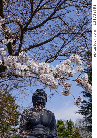 Tokyo Great Buddha (Jorenji Temple) and cherry blossoms 131738692