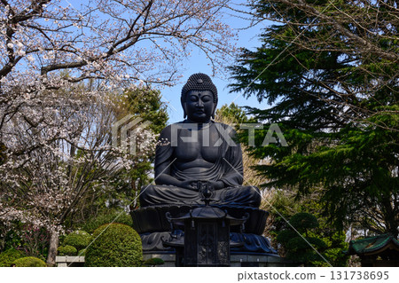 東京大佛（淨蓮寺）和櫻花 131738695