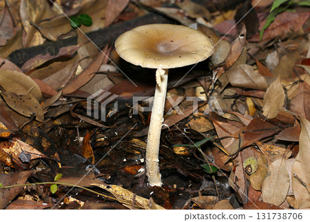 A single Amanita phalloides mushroom standing on moist leaf litter in an autumn forest (outdoor field fungi and mushroom macro photography) 131738706