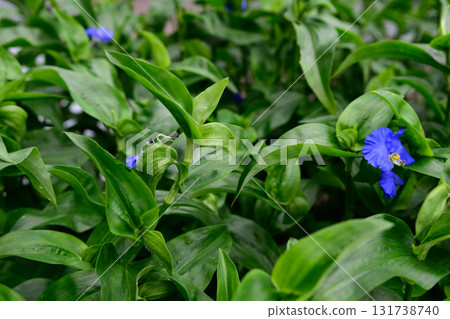 Kusatsu Blue Flower (Kusatsu City Flower) Kusatsu Blue Flower (Kusatsu City Flower) 131738740