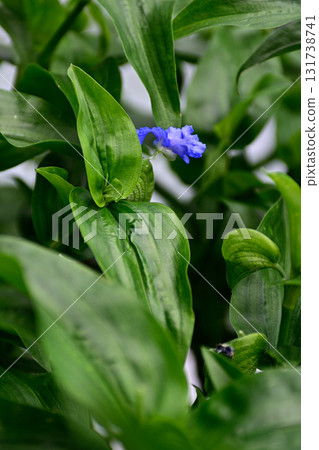 Kusatsu Blue Flower (Kusatsu City Flower) 131738741
