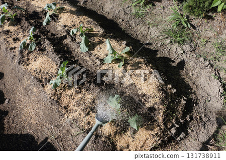 給種植的西蘭花澆水 給種植的西蘭花澆水 131738911