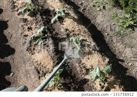 給種植的西蘭花澆水 給種植的西蘭花澆水 131738912