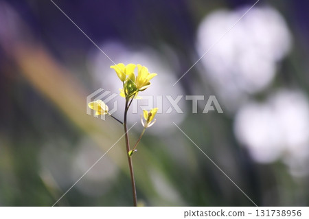 Spring rape blossoms beginning to bloom 131738956