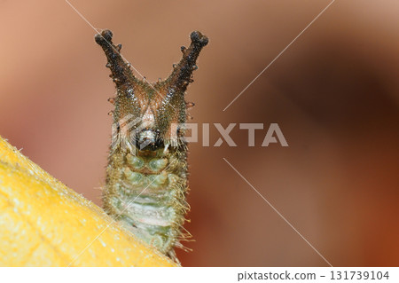 Winter larvae of the red spotted purple butterfly 131739104