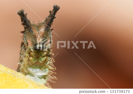 Winter larvae of the red spotted purple butterfly 131739173