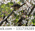 A flock of starlings pecking at nectar from a cherry tree 131739289