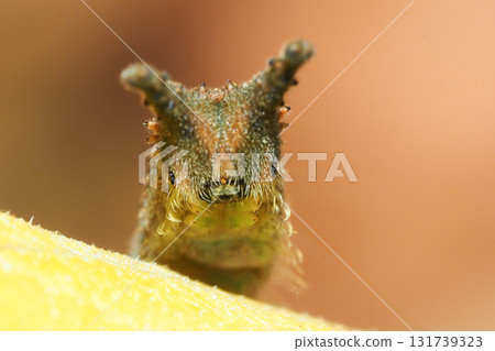 Winter larvae of the red spotted purple butterfly Winter larvae of the red spotted purple butterfly 131739323