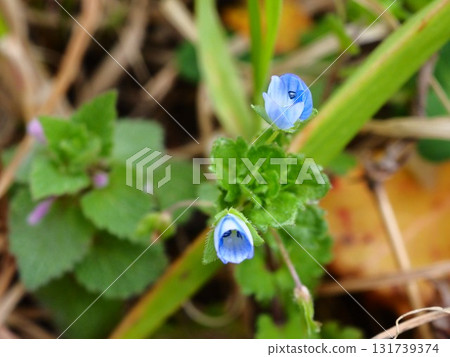 荒川河畔盛開的藍色婆婆納花 131739374