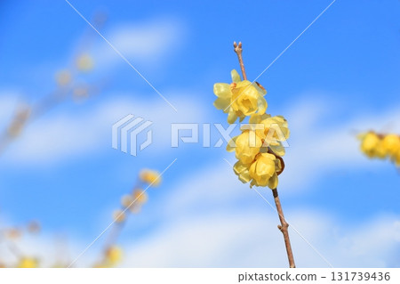 Wax plumbing in the blue sky 131739436