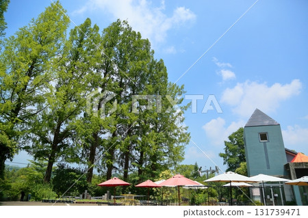 Summer Botanical Garden - Metasequoia Trees 131739471
